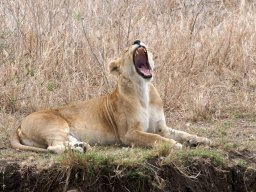 Western_Corridor2009-112